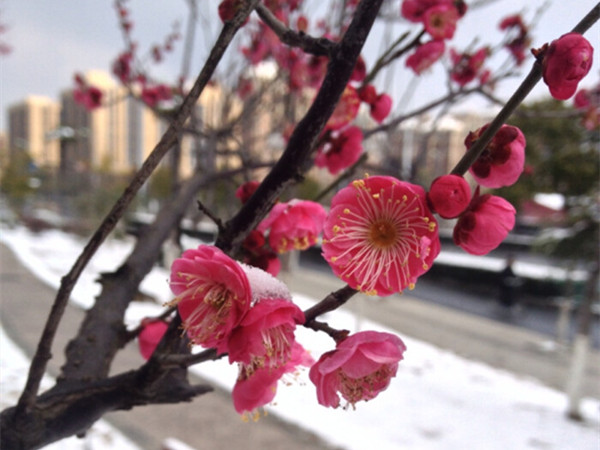 冬天開花的草本植物 冬天開花的草本植物