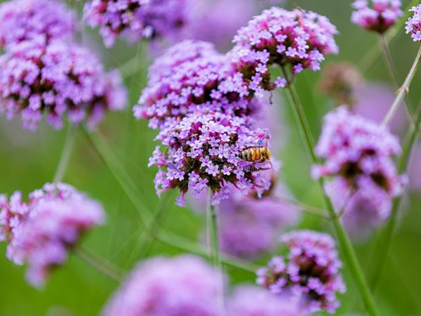 馬鞭草花期多長時(shí)間 馬鞭草花期多長時(shí)間