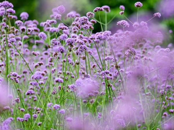 馬鞭草花期多長時(shí)間 馬鞭草花期多長時(shí)間
