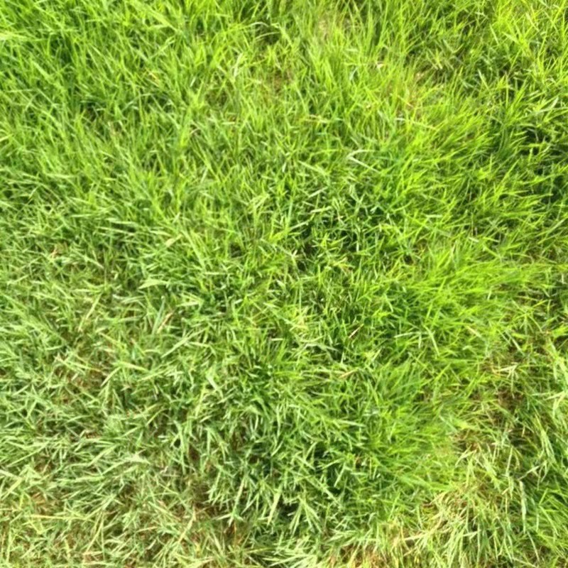 一平米需要多少草籽