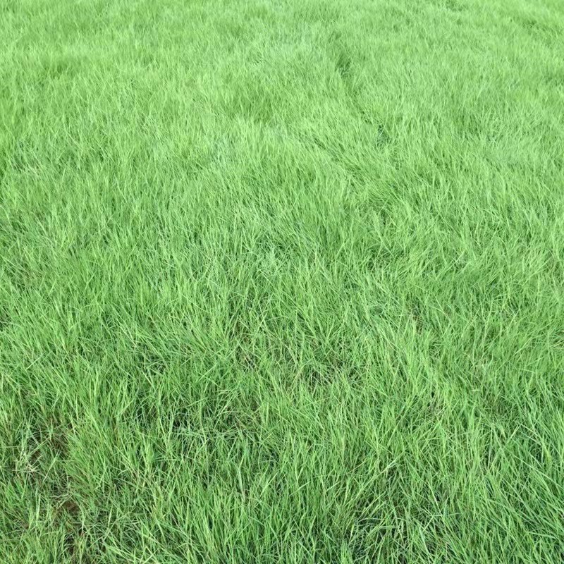 一平米需要多少草籽