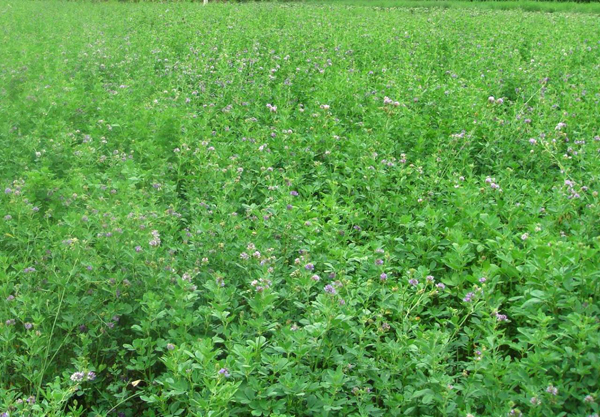 紫花苜蓿 紫花苜蓿