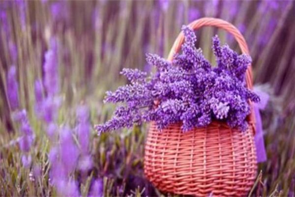 薰衣草 薰衣草