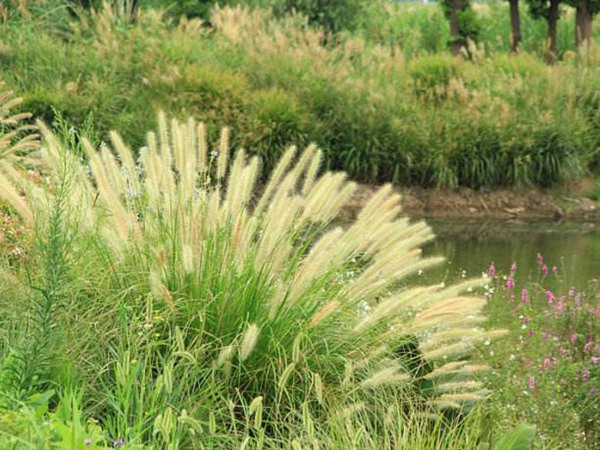 狼尾草圖片 狼尾草圖片