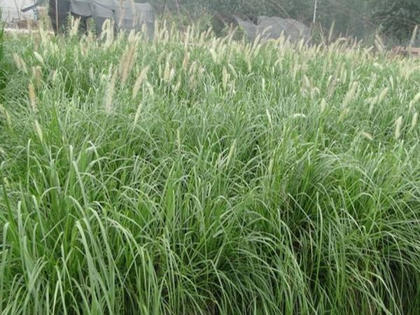 狼尾草圖片 狼尾草圖片