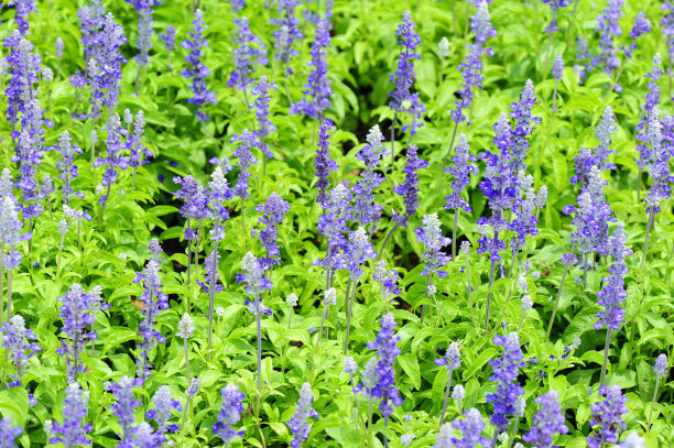 1632740740989216.jpg 1632740740989216.jpg