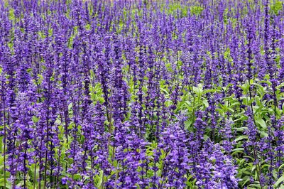 1632740756713739.jpg 1632740756713739.jpg