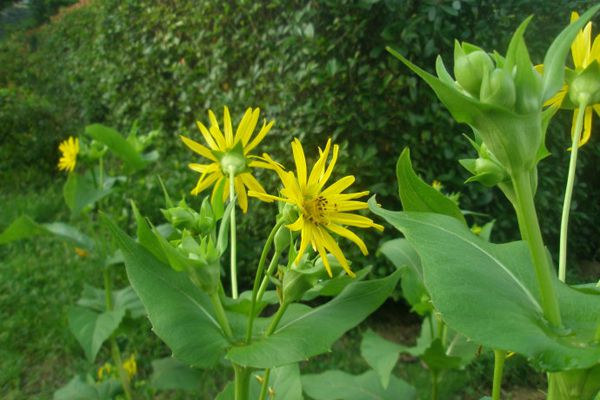 串葉松香 串葉松香