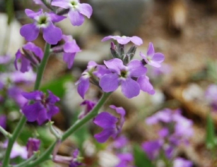 1632808634118783.jpg 苜宿3.jpg