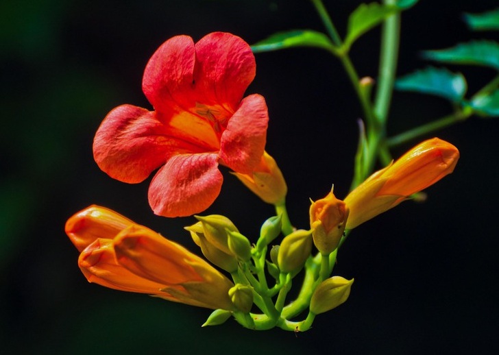 1632809039757439.jpg 凌霄2.jpg