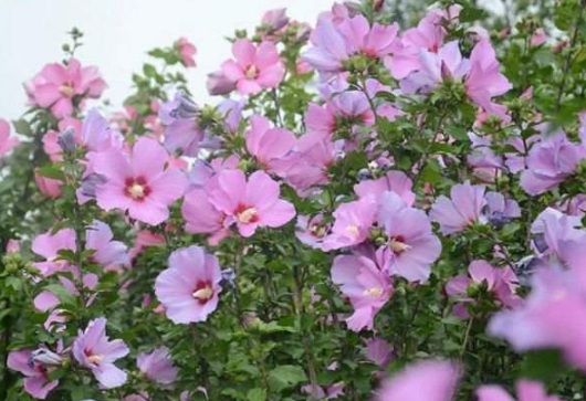 1632812893722952.jpg image.jpg