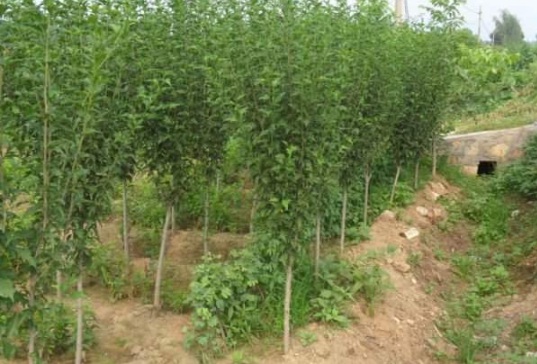 1632812919485966.jpg image.jpg