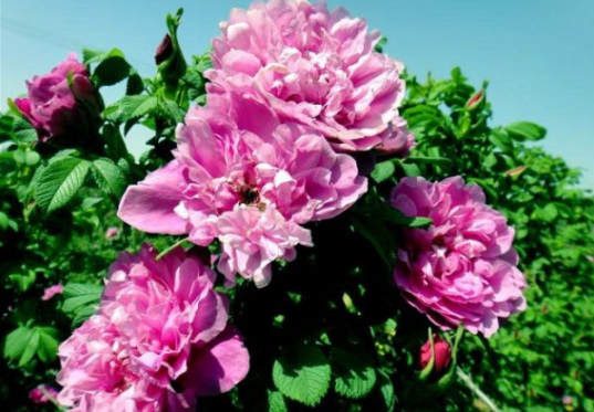 1632813140204474.jpg image.jpg