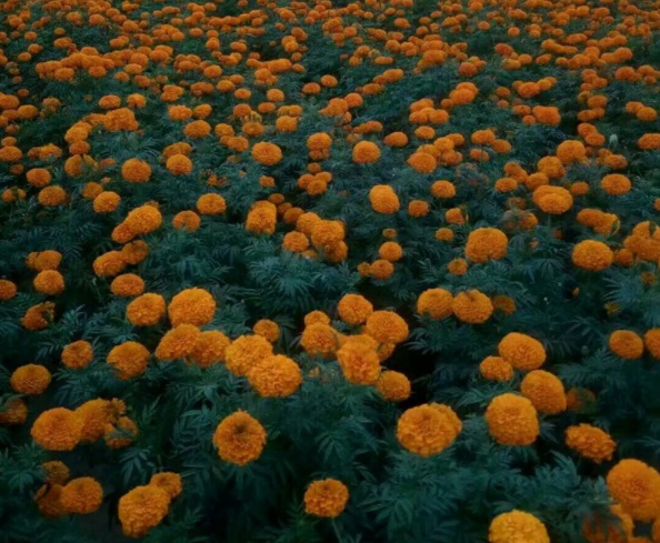 1632814698981554.jpg image.jpg