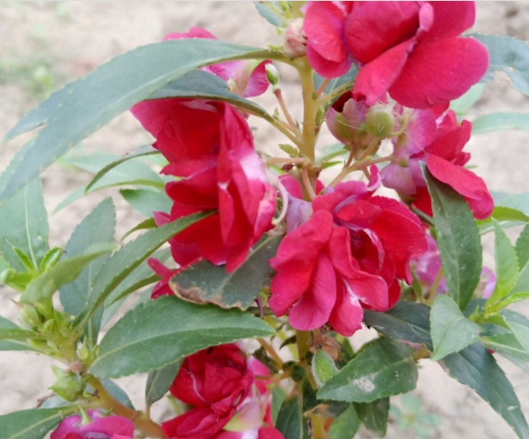 1632822987545706.jpg image.jpg