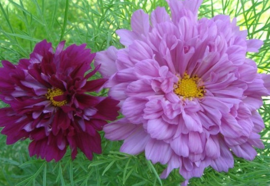 1632823224869394.jpg image.jpg