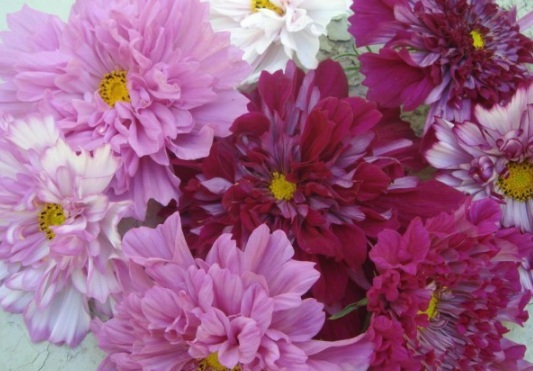 1632823233500510.jpg image.jpg