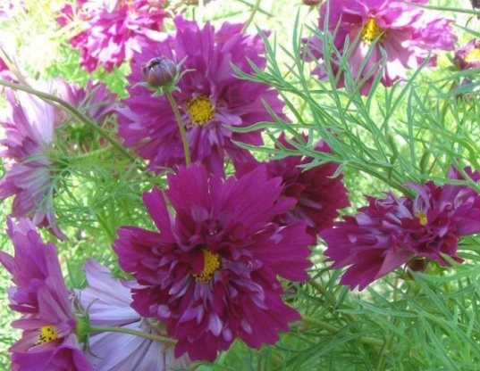 1632823243847958.jpg image.jpg