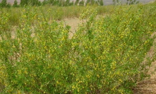 1632828690223985.jpg image.jpg