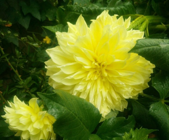 1632829539926816.jpg image.jpg