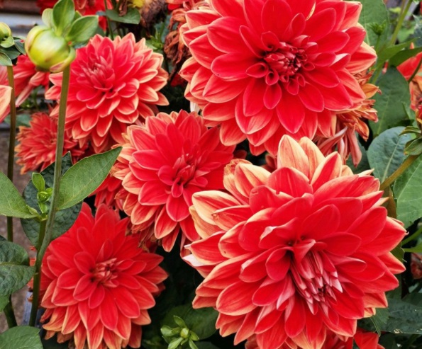 1632829565383198.jpg image.jpg