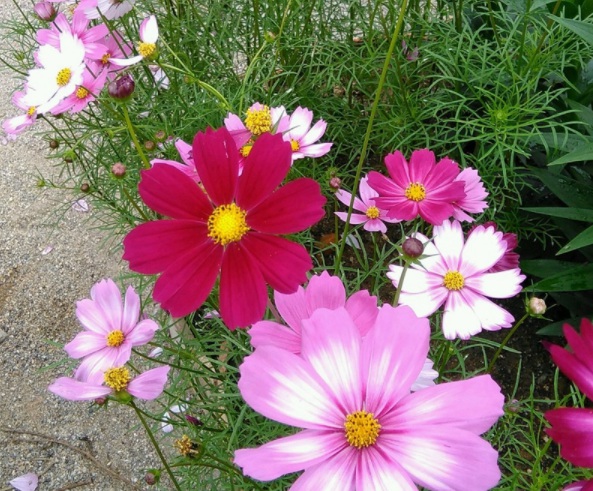 1632829638749818.jpg image.jpg