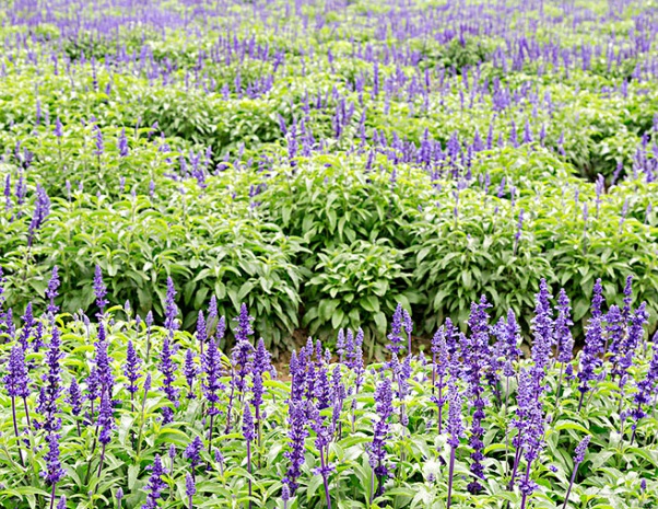 1632836658529580.jpg image.jpg