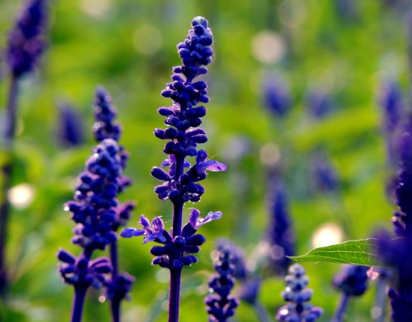 1632837395929259.jpg image.jpg