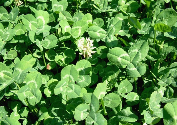 1632875549190487.jpg image.jpg