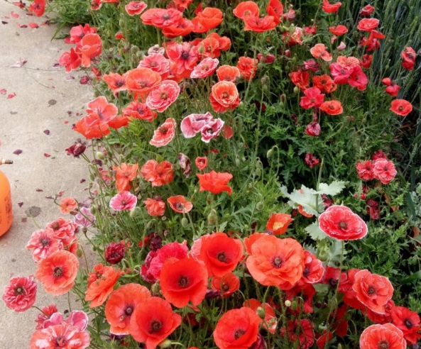 1632901184368969.jpg image.jpg