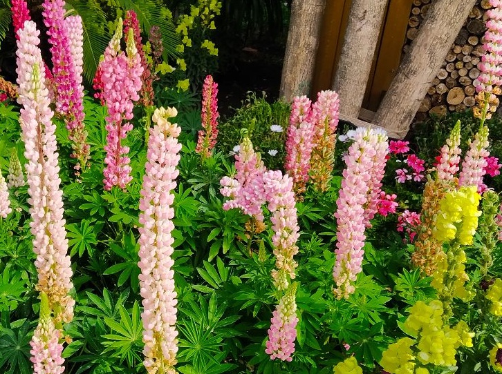 1632902296210391.jpg 魯冰花77777777777777777777777777.jpg