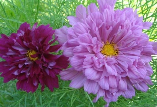 1632904010367941.jpg image.jpg