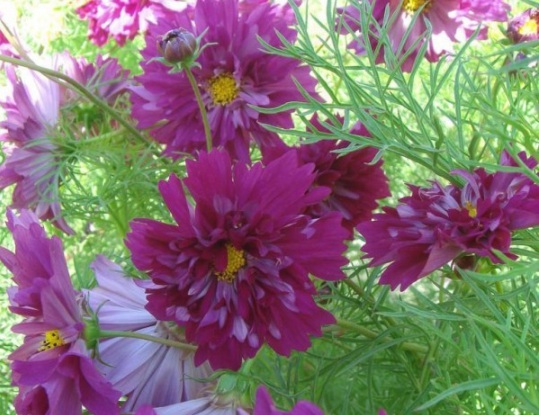 1632904033648356.jpg image.jpg