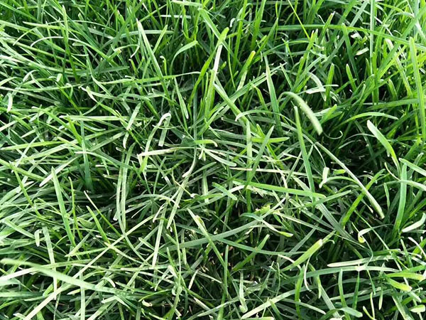 早熟禾草坪圖片 早熟禾草坪圖片