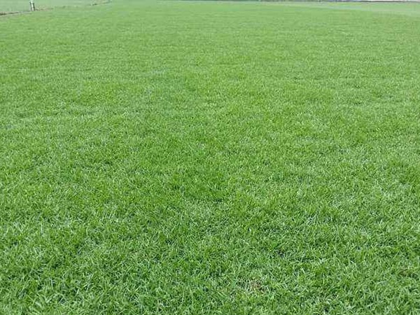 剪股穎草坪它的優(yōu)缺點都有哪些 剪股穎草坪它的優(yōu)缺點都有哪些