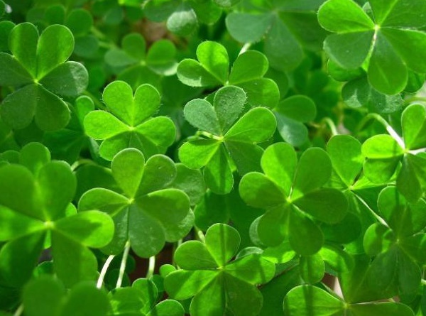 1632962651661233.jpg image.jpg