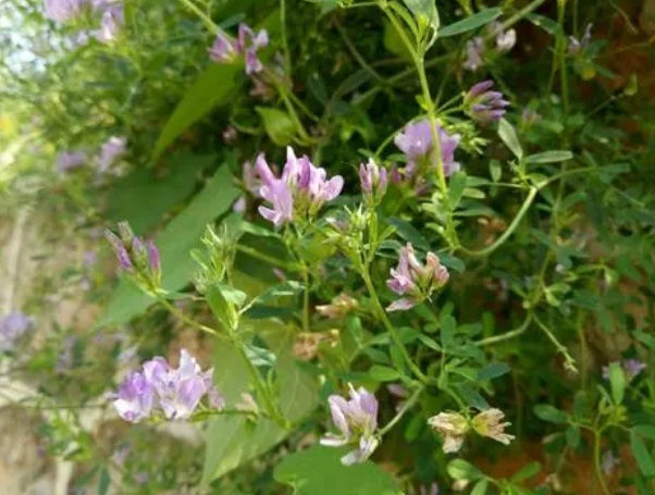 1632963545957987.jpg image.jpg