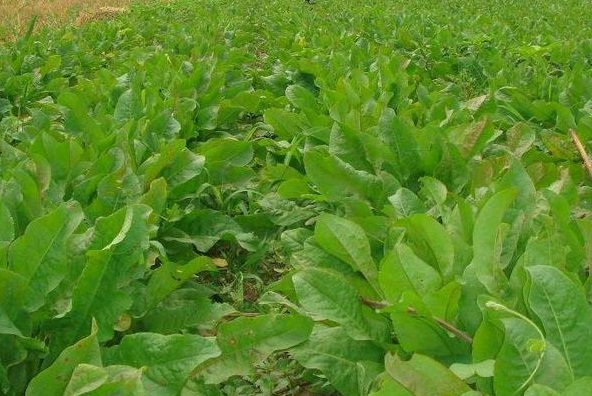 1632964207553014.jpg 1632964207553014.jpg