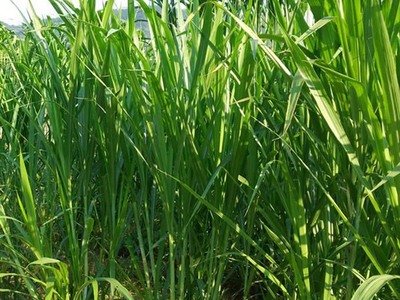 1632987836710903.jpg 1632987836710903.jpg