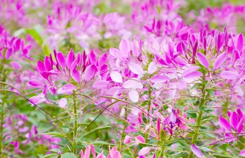 1632994589737297.jpg 醉蝶花1.jpg