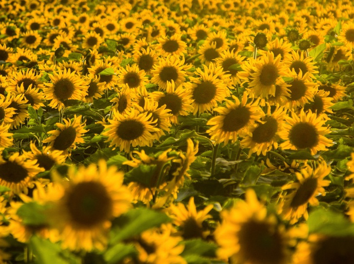 1633507123426258.jpg 向日葵3333.jpg