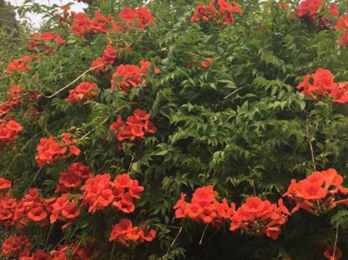 1633510980555847.jpg 美國凌霄11111.jpg