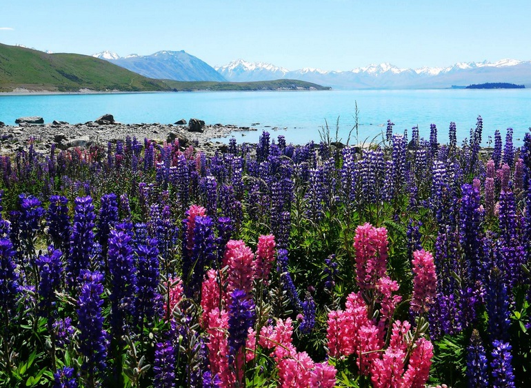 1633511141964182.jpg 魯冰花44444444444444.jpg