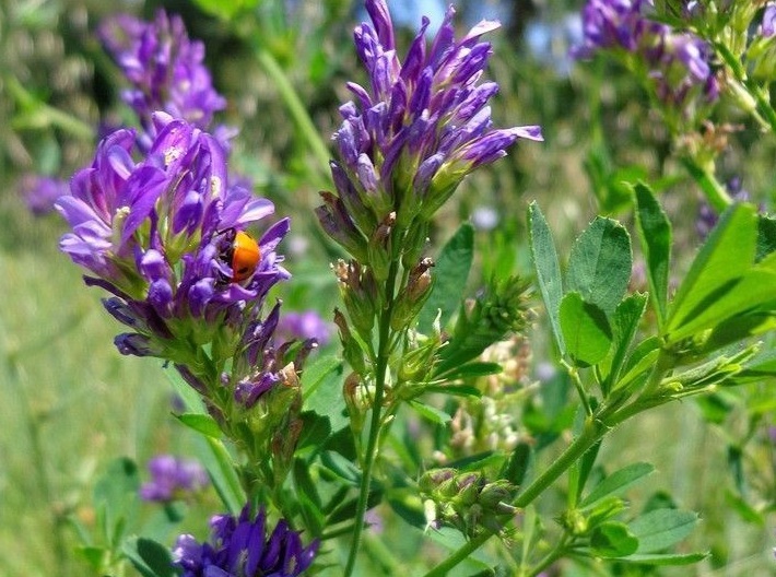 1633511303196990.jpg 紫花苜宿.jpg