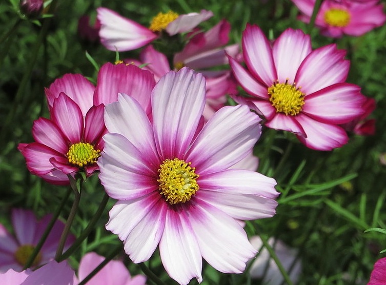 1633511564989732.jpg 格桑花2222222222222222.jpg