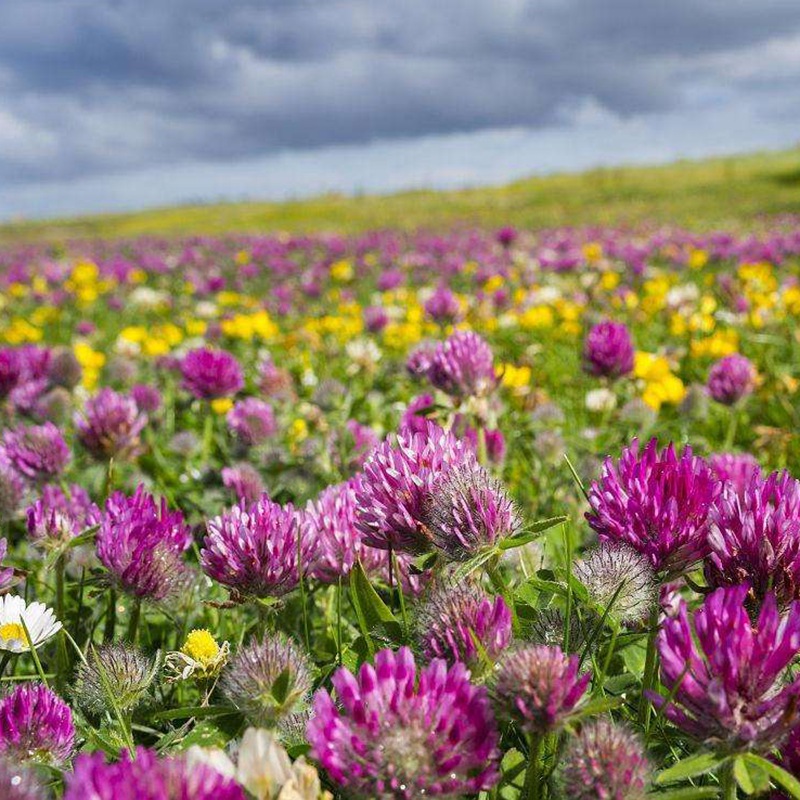 1633612388579235.jpg e3edc09c2fd05ad5a55d316daa7bac64_1584584409103269.jpg