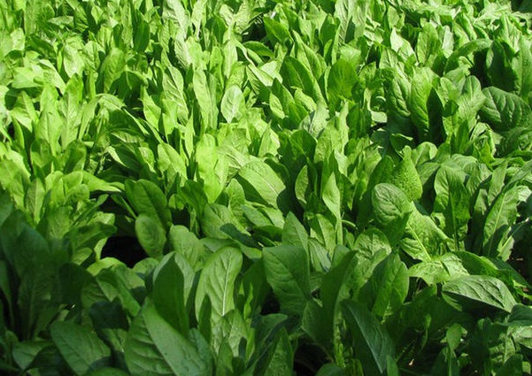 1633660894398149.jpg image.jpg