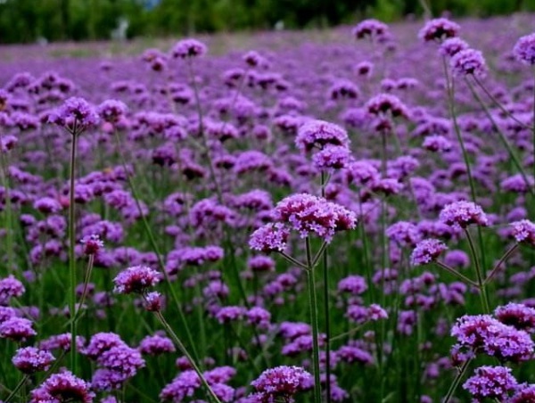 1633760861728663.jpg image.jpg