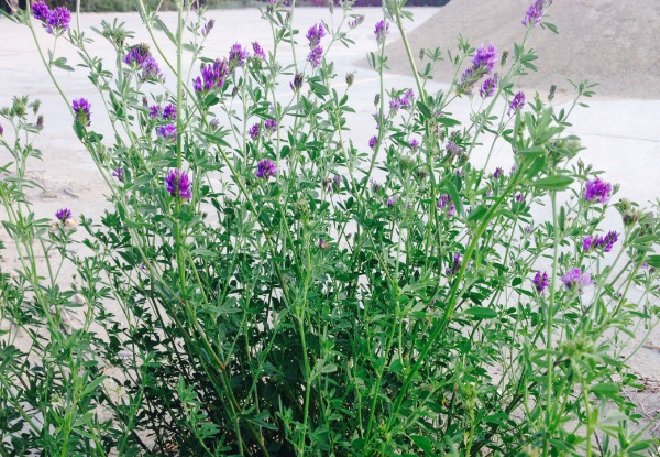 1633760876122268.jpg image.jpg