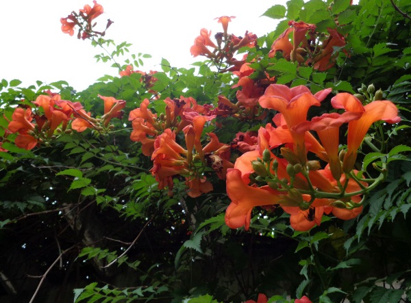 1633761806700020.jpg image.jpg